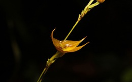Phát hiện loài phong lan đặc biệt quý hiếm tại Ecuador
