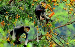 Voọc chà vá chân nâu 'áp đảo' cuộc thi ảnh môi trường Đà Nẵng