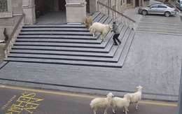 Video vui: 4 con cừu, 1 con dê vô trung tâm thành phố rượt người dân 'chạy có cờ'