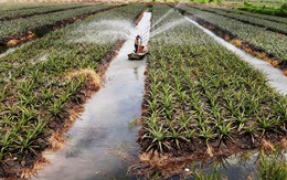 Tây Ninh hướng tới phát triển nông nghiệp công nghệ cao bền vững