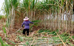 Cách Brazil, Úc… bảo vệ ngành mía đường nước nhà