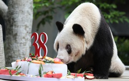 Trung Quốc: Con gấu trúc khổng lồ già nhất thế giới qua đời