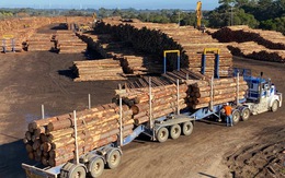 Trung Quốc ngừng nhập khẩu gỗ từ Úc vì sâu bệnh