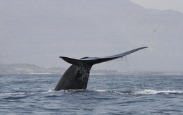 Lần theo giọng hát lạ dưới đại dương, bất ngờ gặp bầy cá voi xanh 'ở ẩn'