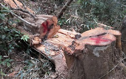 Đình chỉ giám đốc để rừng đặc dụng Mường Phăng bị 'rút ruột'