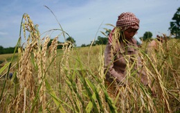 Hiệu quả từ 'Dự án lúa gạo thân thiện' tại Campuchia