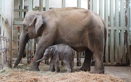 Vườn thú Tokyo đón mừng voi con đầu tiên sinh ra tại đây