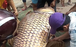 Cá hô trên trăm ký được bán chớp nhoáng tại An Giang