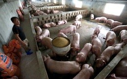 Đề nghị Thủ tướng chỉ đạo kiểm soát chặt nhập khẩu thịt để 'cứu' giá thịt heo, gà