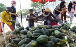 Lượng thanh long, dưa hấu bán tại các siêu thị tăng 3-10 lần