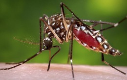 Singapore tranh cãi về dịch sốt xuất huyết lây nhiễm không kém virus corona