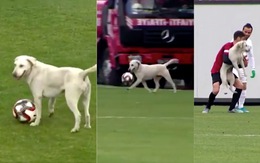 Video: Chú chó 'Pelezinho' lao vào sân, cướp bóng của cầu thủ