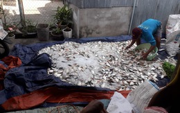Hàng chục tấn cá bè trên sông Cái Vừng tiếp tục chết do thiếu oxy