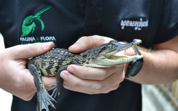 Campuchia phát hiện 10 chú cá sấu con quý hiếm gần tuyệt chủng