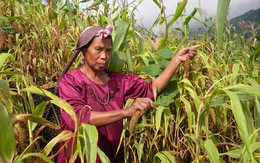 Biến đổi khí hậu khiến nông dân Ấn Độ chuyển sang trồng kê
