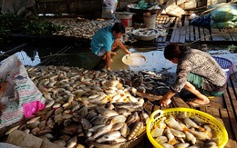 Hàng chục tấn cá nuôi trên sông Cái Vừng lại chết vì thiếu oxy