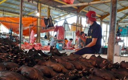 Indonesia cấm nhập khẩu động vật sống từ Trung Quốc