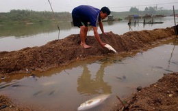 Cá chết hàng loạt trên sông Chu