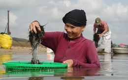 Ngâm mình trên sông vớt rong câu lúc bình minh