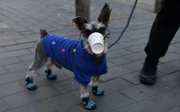 Hong Kong ghi nhận thêm một chú chó mắc bệnh COVID-19