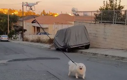 Chủ bị cách ly vì COVID-19, chó đi dạo cùng drone
