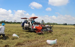 Hiệp hội Lương thực Việt Nam kiến nghị Chính phủ cho xuất khẩu gạo lại