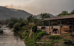 Hơn 1.000 con voi Thái Lan sắp phải đi ăn xin vì corona