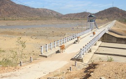 Gia súc ở Ninh Thuận bị đe dọa do thiếu nước trong nắng hạn kéo dài