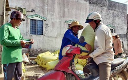 Cà Mau: kênh rạch khô cạn, dân khó bán được lúa