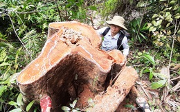 Rừng phòng hộ lưu vực thủy điện bị đốn hạ, Quảng Nam yêu cầu xử lý nghiêm