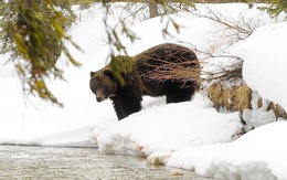 Thời tiết ấm kỷ lục, gấu ngủ đông tỉnh dậy sớm cả 2 tháng