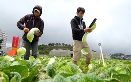 Lý do rau củ Đà Lạt không tăng giá