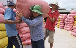 Thủ tướng yêu cầu nghiên cứu tháo gỡ khó khăn cho xuất khẩu gạo