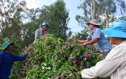 Những cánh đồng thấm đẫm tình người