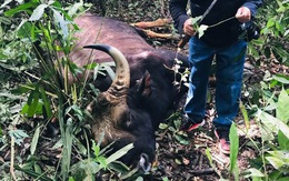Bò tót đực 500kg kẹt vũng lầy, chết trong khu bảo tồn Đồng Nai