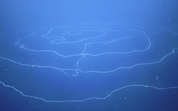 Phát hiện loài vật dài nhất đại dương, gần 50m
