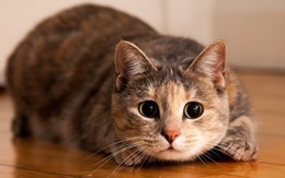 Mèo nhà đã trở thành những thú cưng đầu tiên mắc COVID-19 tại Mỹ?