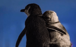 Chim cánh cụt mất bạn đời an ủi nhau khiến dân mạng rưng rưng