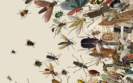 Hơn một phần tư côn trùng biến mất chỉ sau 30 năm