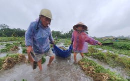 Nhiều nơi nắng hạn, Thừa Thiên Huế lại ngập vì mưa, vụ mùa bị đe dọa