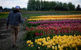 Ý tưởng đột phá giúp nhóm bạn bán sạch hoa tulip ế giữa đại dịch COVID-19