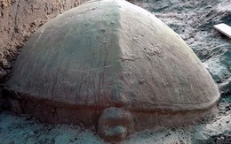 Khai quật rùa đá hàng trăm năm tuổi tại khu quần thể Angkor