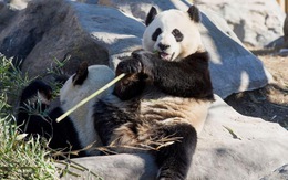 Vườn thú Canada trả gấu trúc về Trung Quốc vì không có đủ tre