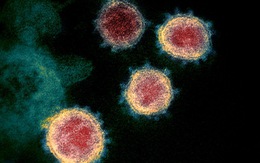 Nghiên cứu khoa học giải đáp hai câu hỏi quan trọng về miễn dịch với virus SARS-COV-2