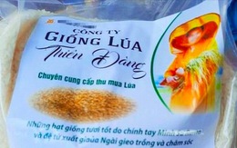 Cấm trồng giống lúa được quảng cáo 'chữa được bệnh'