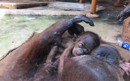 Thêm 1 đười ươi quý hiếm Sumatra ra đời ở Đầm Sen
