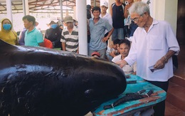 Hàng trăm người vây xem cá Ông Chuông lụy bờ ở Nha Trang