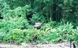 Phát hiện 2 con voi ra bìa rừng ở Quảng Nam tìm thức ăn