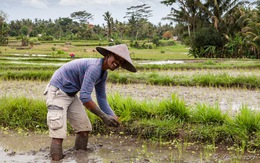 Indonesia cải tạo đất than bùn thành đất canh tác lúa