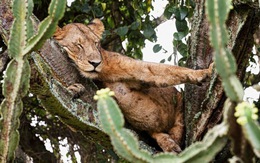 Cảnh tượng hiếm: bầy sư tử kéo nhau ngủ trên cây gai độc